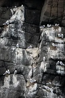 Breeding Plumage Prints: Black-legged kittiwakes nesting along cliff face, east greenland