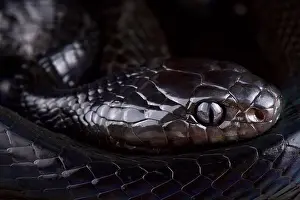 Irridescent Prints: Black mangrove snake (Boiga dendrophila) Selayar