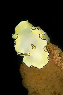 Critter Prints: Black-margined nudibranch (Doriprismatica atromarginata), Pulau Hantu, Singapore