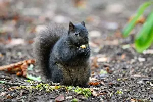 Eastern Gray Squirrel Prints: Black melanism variant of eastern gray squirrel eating nut on ground