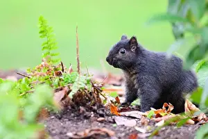 Eastern Gray Squirrel Prints: Black melanism variant of eastern gray squirrel in natural environment