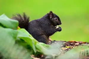 Eastern Gray Squirrel Prints: Black melanism variant of eastern gray squirrel side view eating nut on ground
