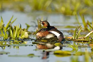 Danube Prints: Black-necked Grebe (Podiceps nigricollis) adult sat on nest