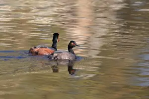 Diver Prints: Black-Necked Grebe (Podiceps nigricollis) Baden Württemberg Germany