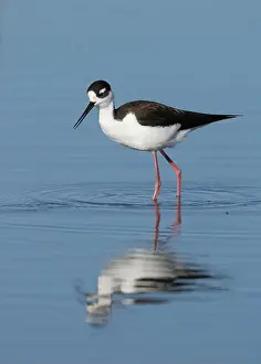Charadriiformes Prints: Black-necked Stilt (Himantopus mexicanus), Sacramento County California USA