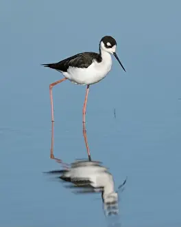 Charadriiformes Prints: Black-necked Stilt (Himantopus mexicanus), Sacramento County California USA
