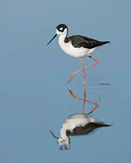 Charadriiformes Prints: Black-necked Stilt (Himantopus mexicanus), Sacramento County California USA