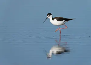 Charadriiformes Prints: Black-necked Stilt (Himantopus mexicanus), Sacramento County California USA