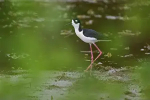 Natural Environments Prints: Black-necked Stilt (Himantopus mexicanus)