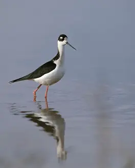Charadriiformes Prints: Black-necked Stilt (Himantopus mexicanus) Colusa County California USA