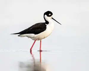 Unspoiled Prints: Black-necked Stilt wades in the San Francisco Bay, Northern California