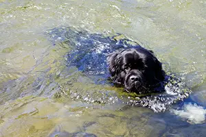 Canis Lupus Familiaris Prints: Black newfoundland dog swimming