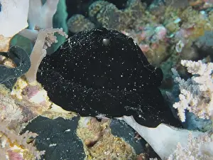Ovum Prints: Black nudibranch, large ice snail (Ovula ovum)