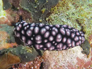 Water Snails Prints: Black nudibranch with pink pattern