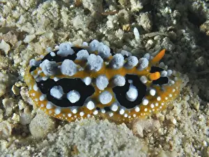 Dive Site Prints: Black-orange sea snail with white bumps
