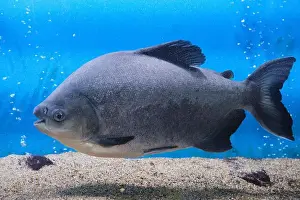 Piranha Prints: Black paku, piranha fish aquarium blue background