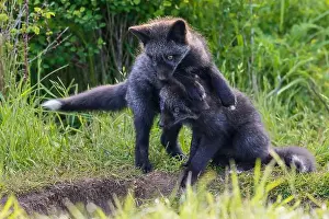 Vulpes Vulpes Prints: Black phase red fox kits playing near den entrance, Washington State, USA
