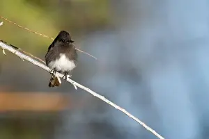 Sweetwater Prints: Black Phoebe (Sayornis nigricans)