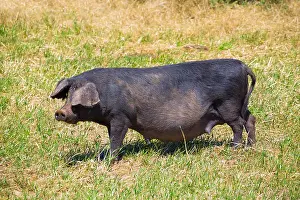 Snout Prints: Black pig outdoor grazing standing in Menorca Balearic islands