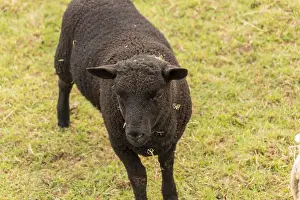 Hooves Prints: Black rare breed lamb