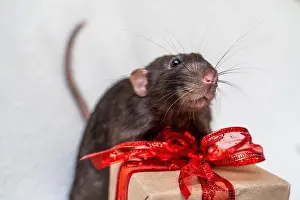 Gifts Prints: Black rat gift. Funny black rat Dumbo sits on a white carpet with a gift box with a red ribbon