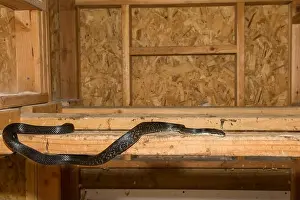 Searching Prints: Black Rat Snake in a Chicken Coop