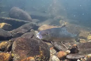 Black Redhorse Prints: Black redhorse feeding on riverbed
