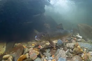 Black Redhorse Prints: Black redhorse swimming in a rocky river