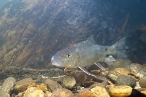 Black Redhorse Prints: Black redhorse swimming in a rocky river