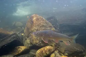 Black Redhorse Prints: Black redhorse swimming in a rocky river