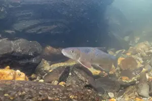 Black Redhorse Prints: Black redhorse swimming in a rocky river
