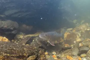 River Ecosystem Prints: Black redhorse swimming in a rocky river