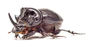 Claw Prints: Black Rhinoceros Beetle isolated on white background. Close up. Selective focus