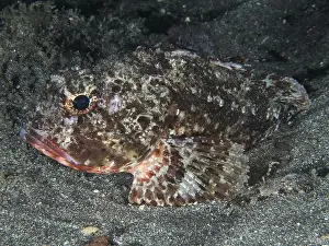 Scorpionfishes Prints: A Black scorpionfish (Scorpaena porcus) on a sandy substrate