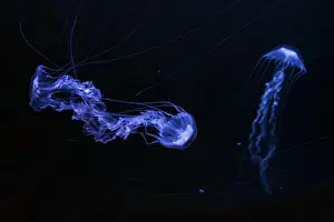 Chrysaora Achlyos Prints: Two Black sea nettle, Chrysaora achlyos swimming in dark water of aquarium tank with purple neon light