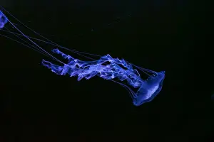 Chrysaora Achlyos Prints: Black sea nettle, Chrysaora achlyos swimming in dark water of aquarium tank with purple neon light