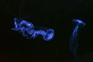 Chrysaora Achlyos Prints: Two Black sea nettle, Chrysaora achlyos swimming in dark water of aquarium tank with purple neon light