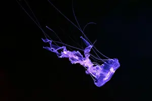 Nettle Prints: Black sea nettle, Chrysaora achlyos swimming in dark water of aquarium tank with purple neon light