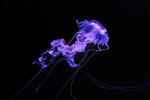 Nettle Prints: Black sea nettle, Chrysaora achlyos swimming in dark water of aquarium tank with purple neon light