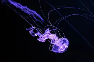 Medusa Prints: Black sea nettle, Chrysaora achlyos swimming in dark water of aquarium tank with purple neon light