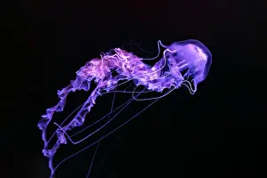 Medusa Prints: Black sea nettle, Chrysaora achlyos swimming in dark water of aquarium tank with purple neon light
