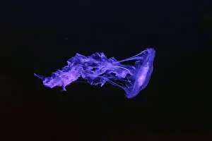 Transparent Background Prints: Black sea nettle, Chrysaora achlyos swimming in dark water of aquarium tank with purple neon light