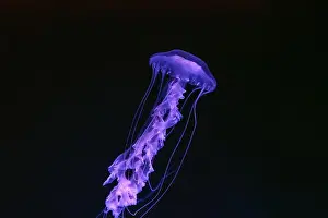 Transparent Background Prints: Black sea nettle, Chrysaora achlyos swimming in dark water of aquarium tank with purple neon light