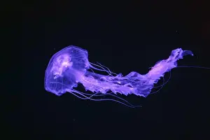 Medusa Prints: Black sea nettle, Chrysaora achlyos swimming in dark water of aquarium tank with purple neon light