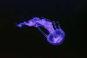 Medusa Prints: Black sea nettle, Chrysaora achlyos swimming in dark water of aquarium tank with purple neon light