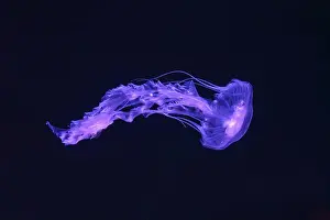 Medusa Prints: Black sea nettle, Chrysaora achlyos swimming in dark water of aquarium tank with purple neon light