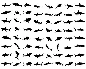 Deadly Prints: Black shark silhouettes on the white background, vector