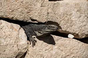 Herbivorous Prints: A Black Spiny-tailed Iguana basks between the stones of the Iglesia or Church in the Nunnery Complex in the ruins of