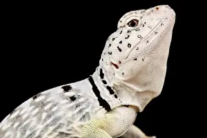 Collared Lizard Prints: Black spotted collared lizard (Crotaphytus collaris melanomaculatus )