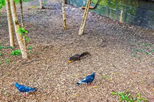 Twigs Prints: Black squirrel eating food on ground covered with wood chips